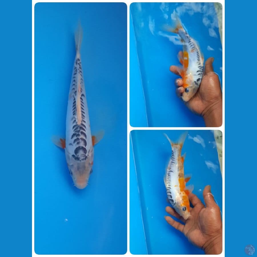 shusui 23cm