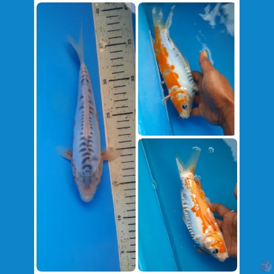 shusui 24cm