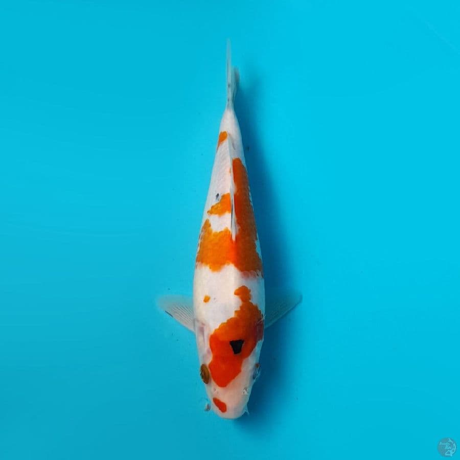 SANKE DAINICHI 20CM