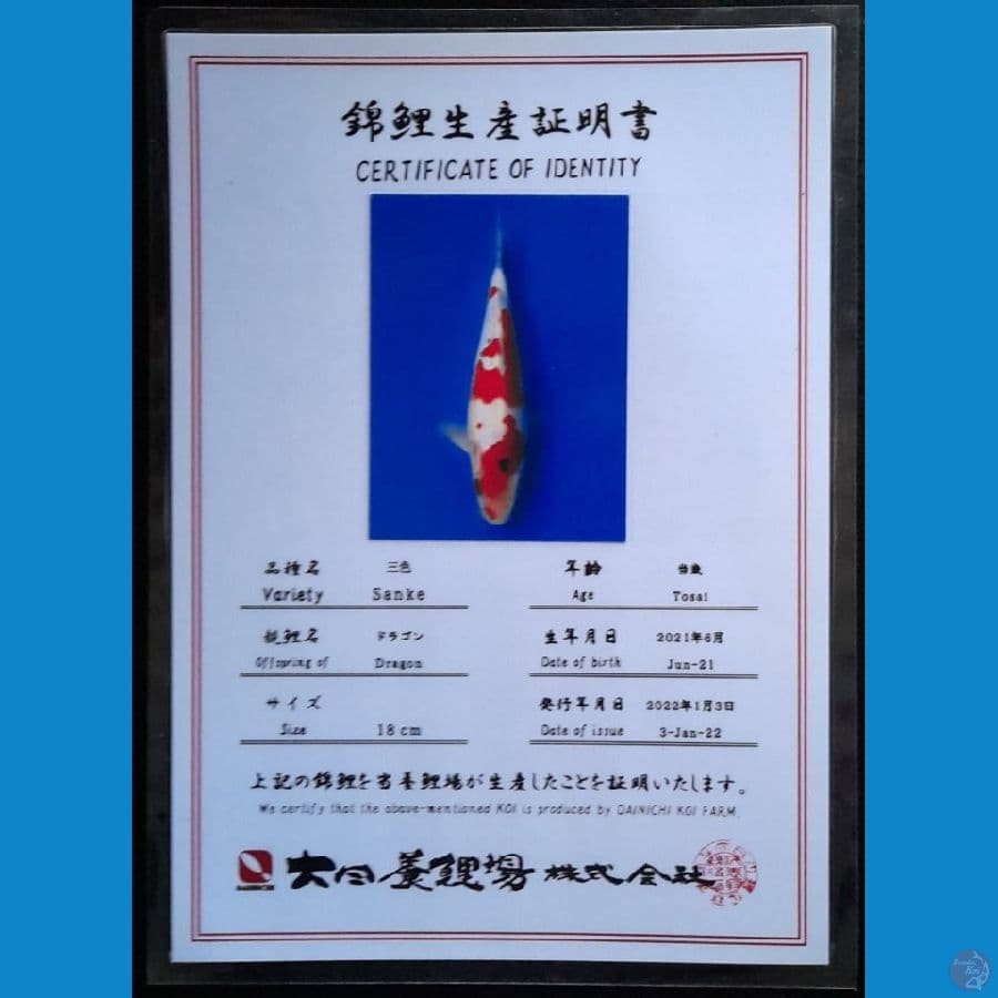 SANKE DAINICHI 20CM