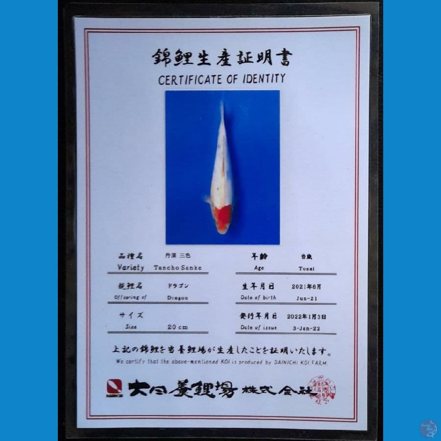 TANCHO SANKE DAINICHI 22CM
