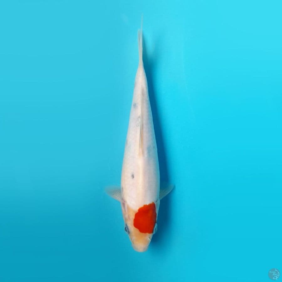 TANCHO SANKE DAINICHI 22CM
