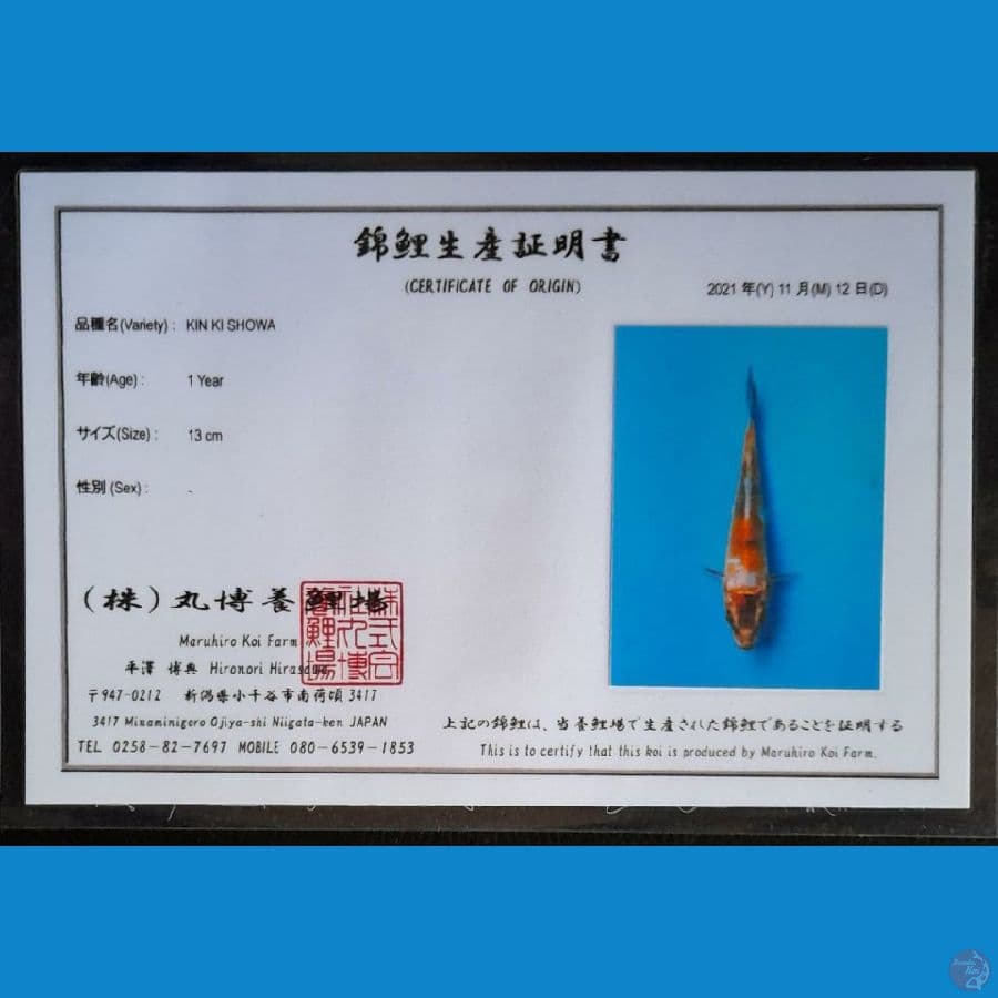 KIN KI SHOWA MARUHIRO 18CM