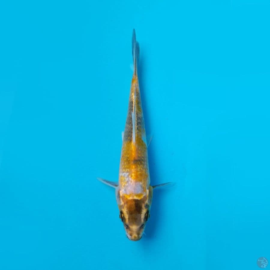 KIN KI SHOWA MARUHIRO 18CM