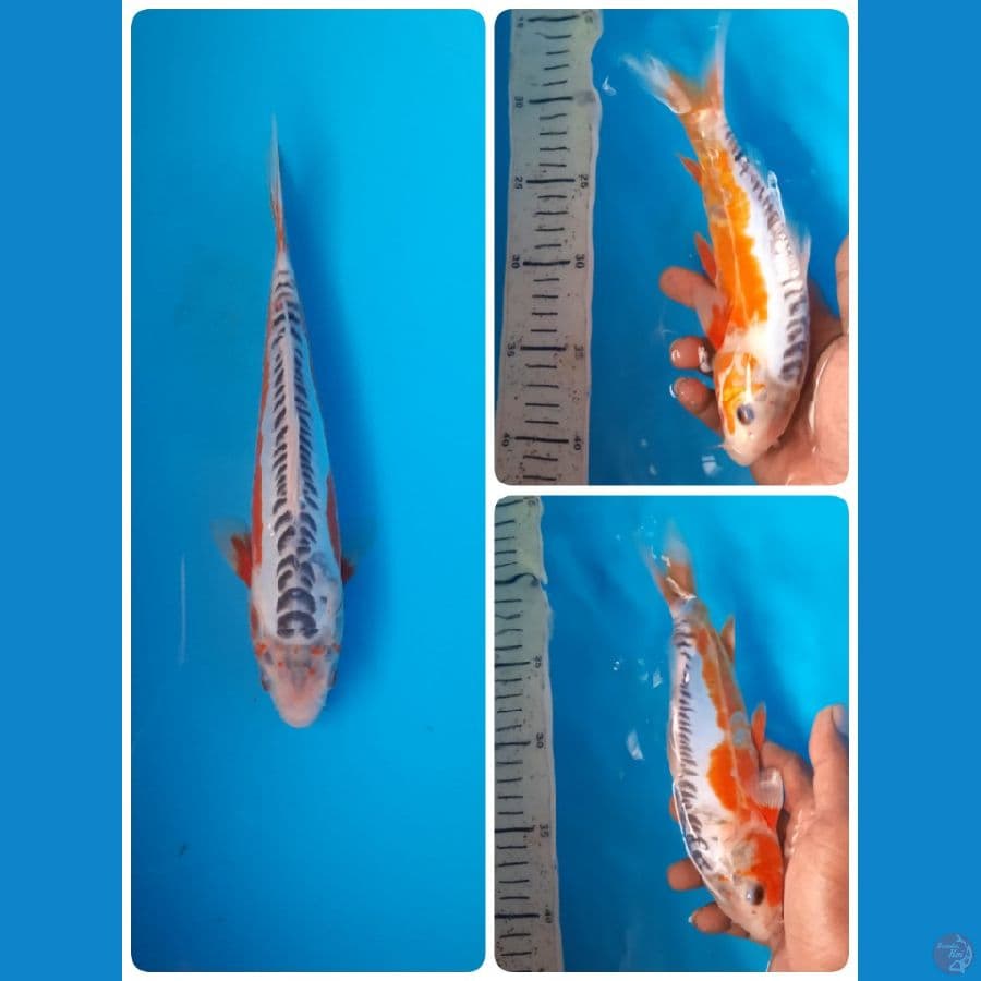 shusui 22cm 