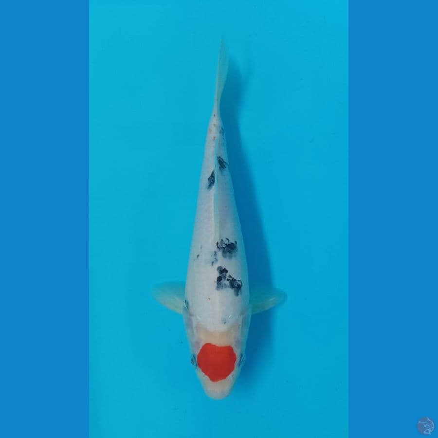 Tancho 28cm