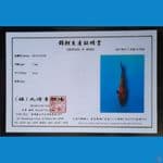 KIN KI UTSURI MARUHIRO 17CM