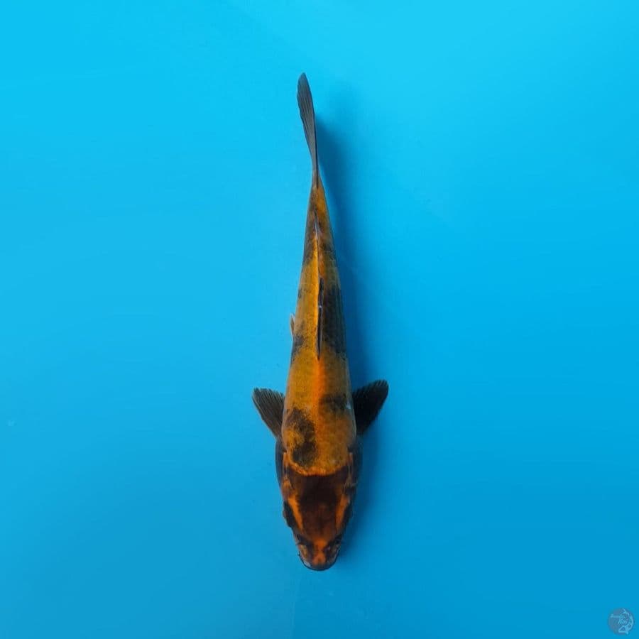 KIN KI UTSURI MARUHIRO 17CM