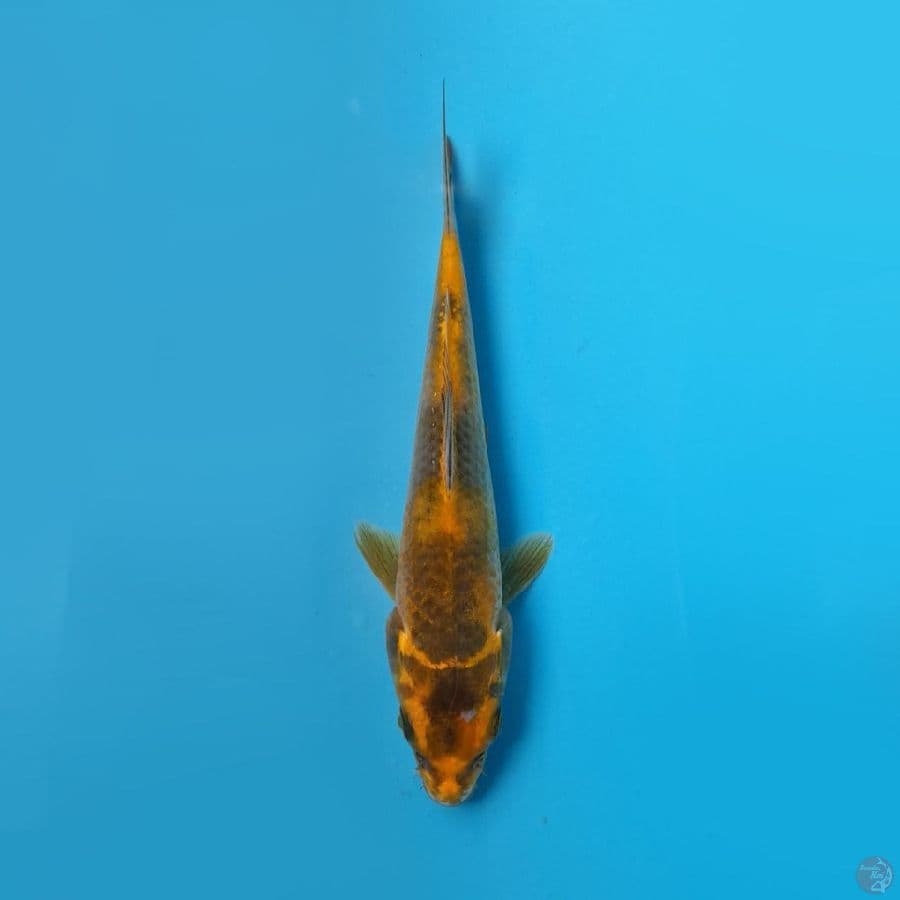 KIN KI UTSURI MARUHIRO 18CM