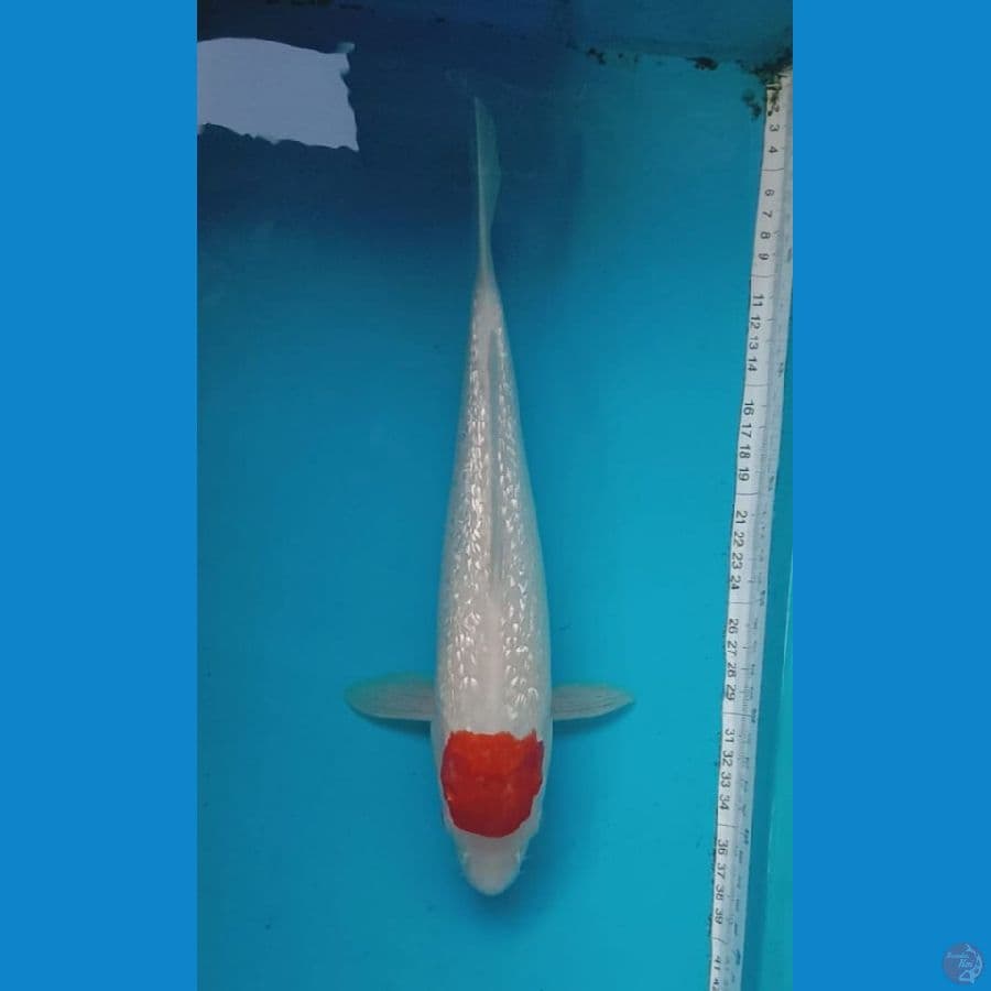 Tancho ginrin 33cm