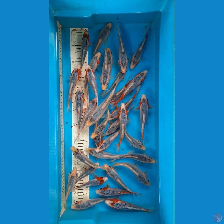 asagi 35ekor
