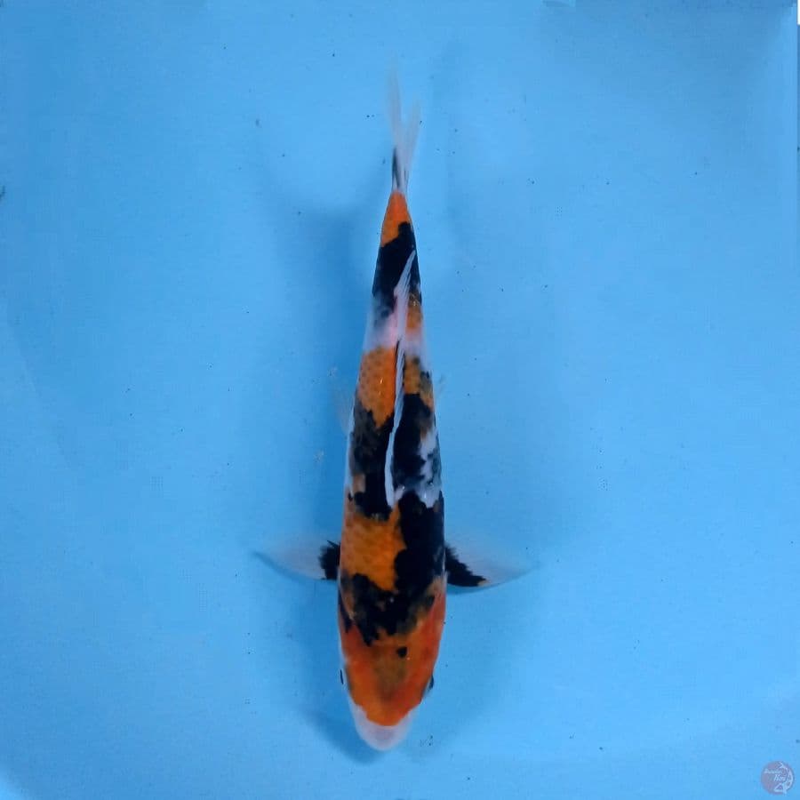 showa, 20 cm