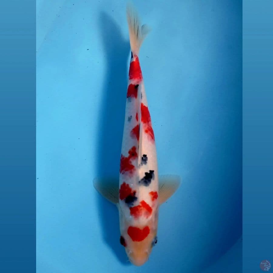 sanke, 32 cm