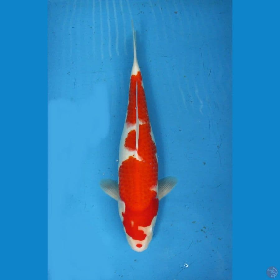 kohaku ±40bu