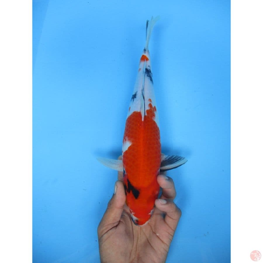 showa 27cm