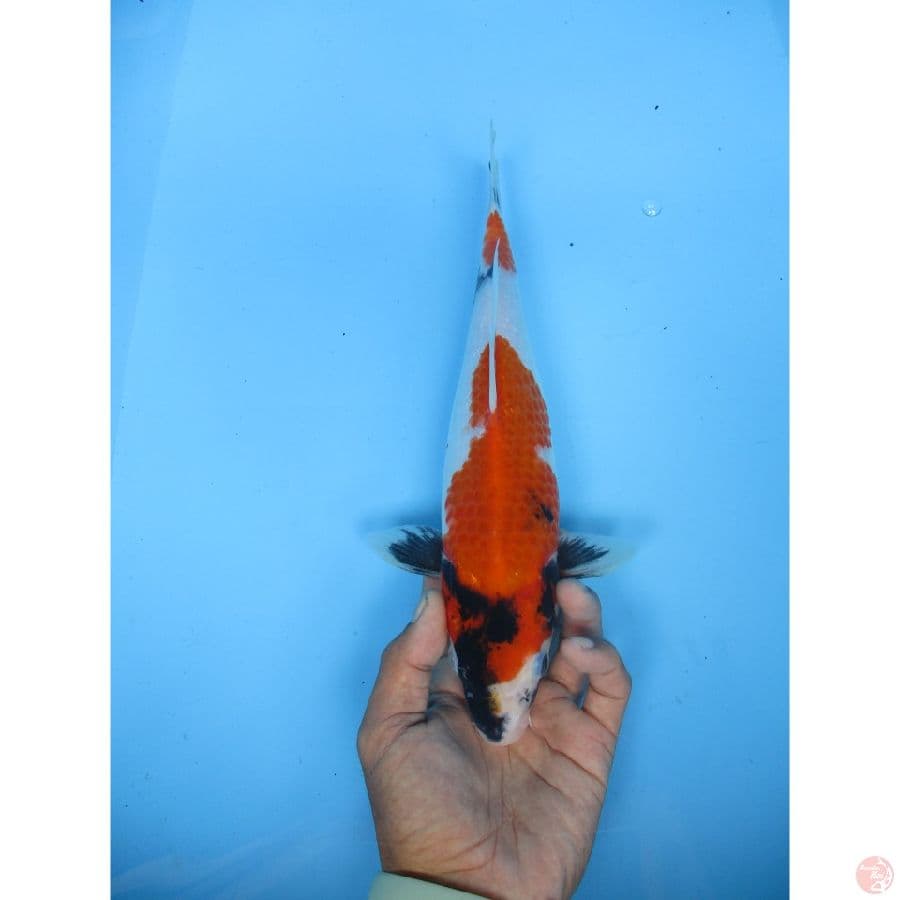 showa san 26cm