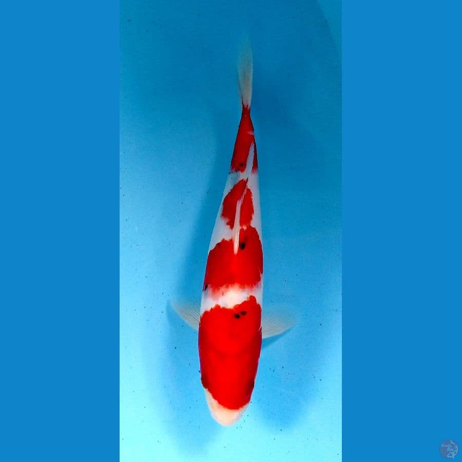 sanke 27cm