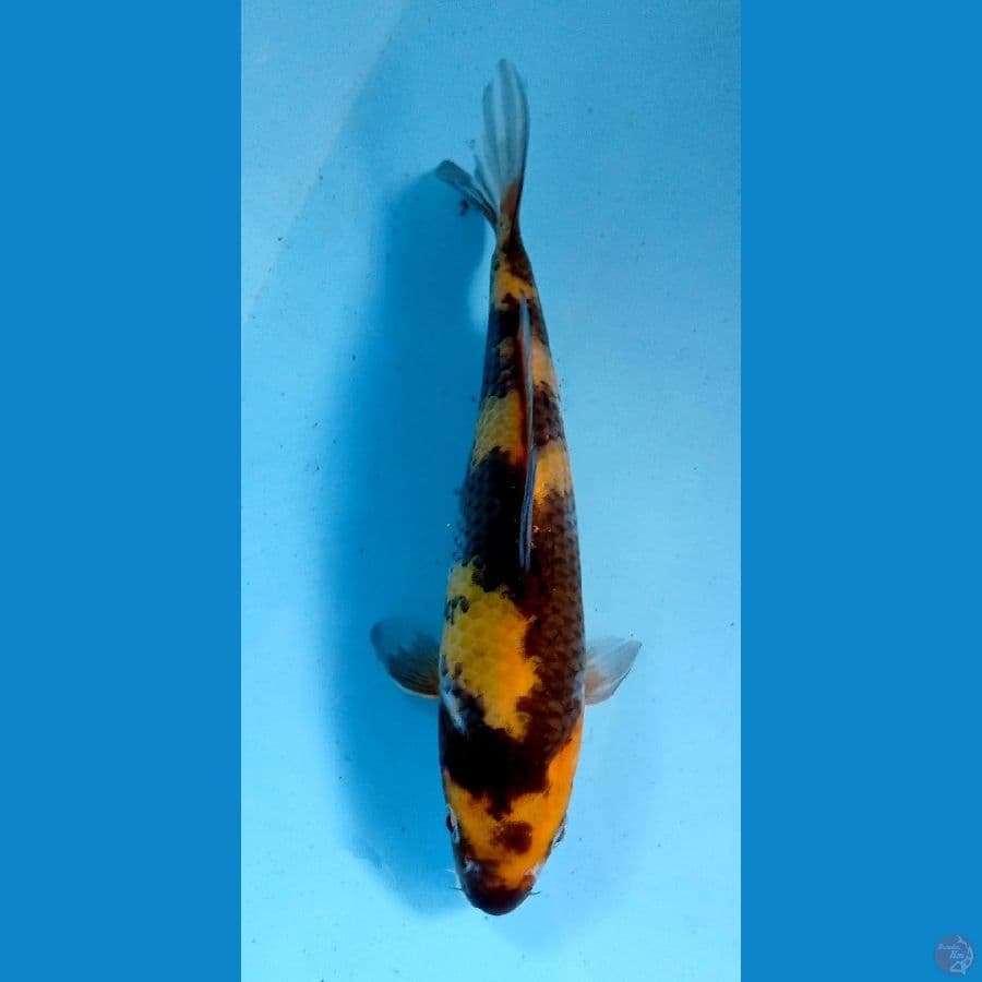 hi showa 22cm