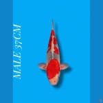 GHOSIKI RACING . 37 CM ORY strong