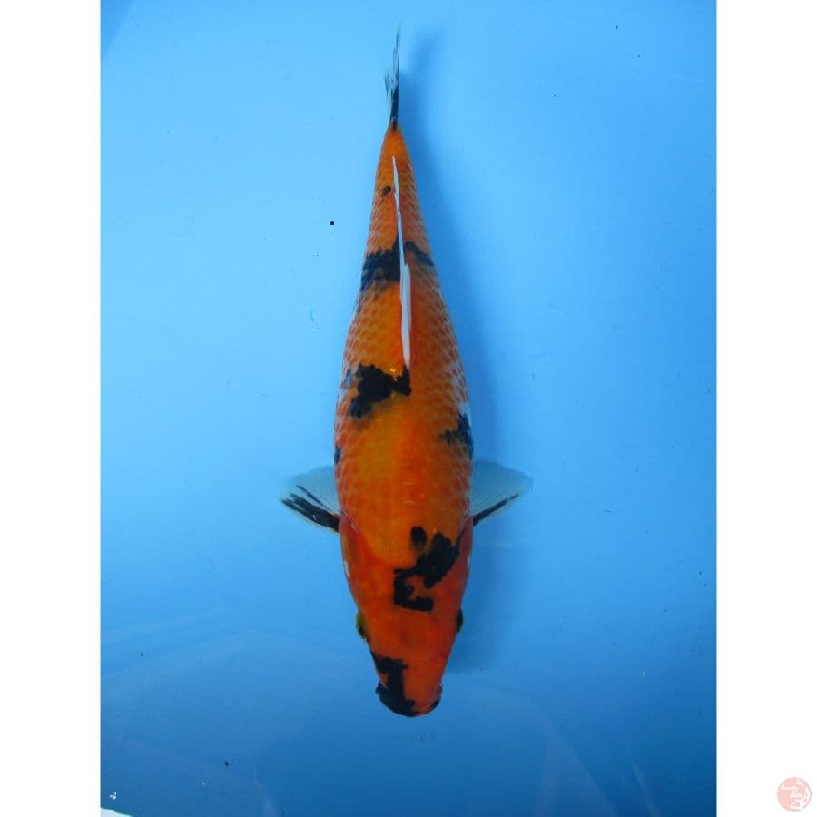 hi showa28cm