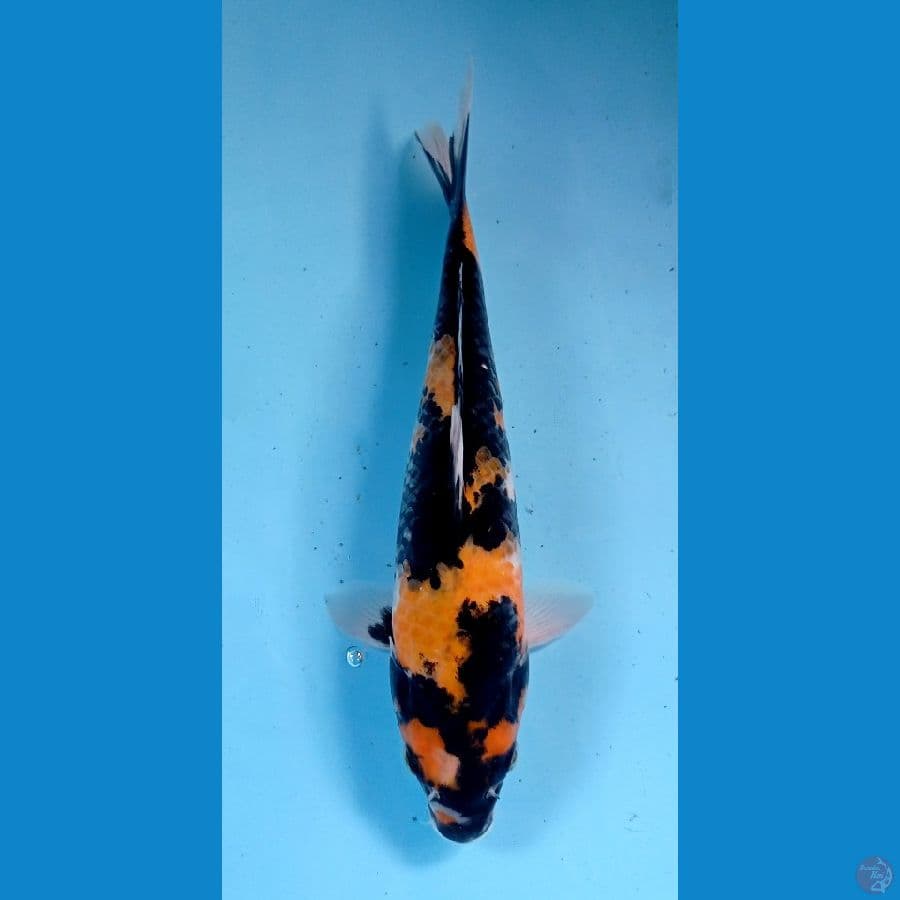 hi showa 27cm