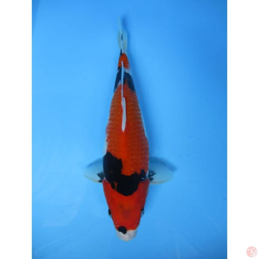 super sansoku calon jumbo 30cm
