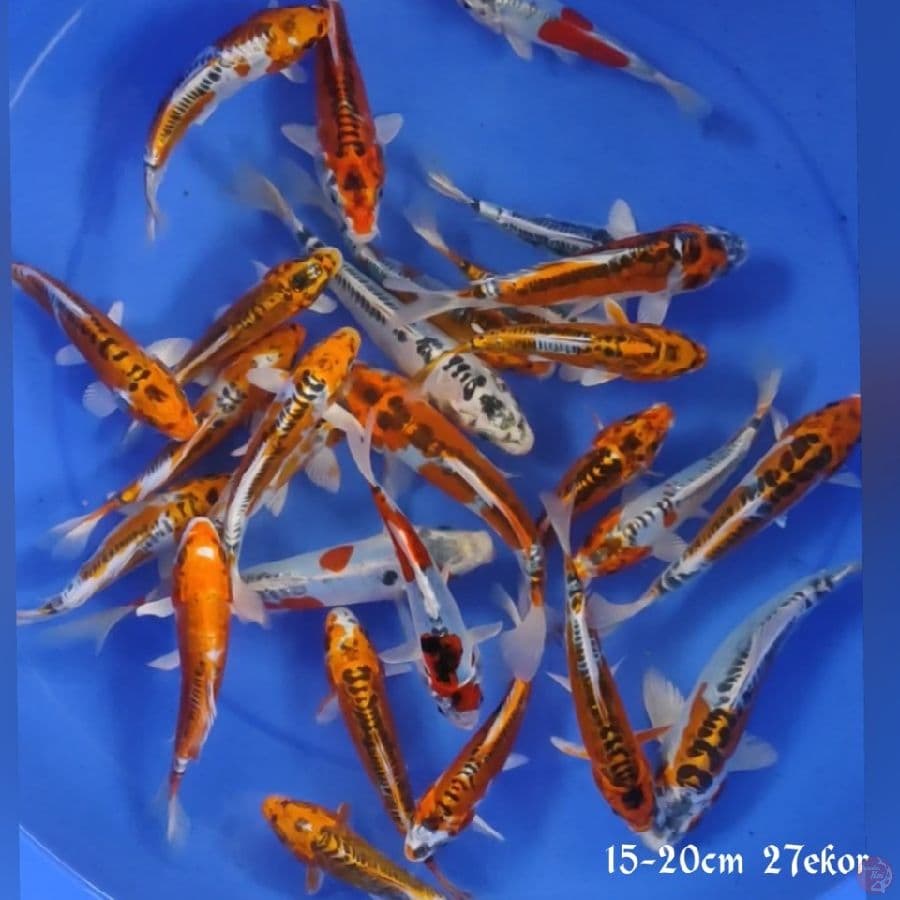 paket kikokuriyu 15-20cm 27ekor