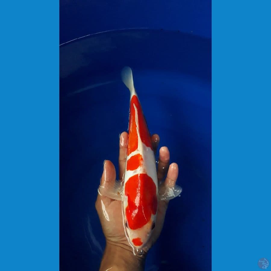 Kohaku Doitsu Strong/30cm/Jantan