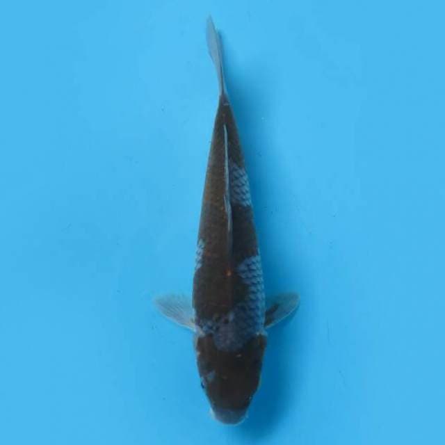 Ochiba 23 cm