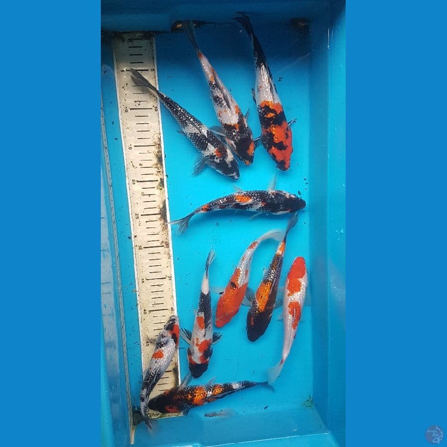 paket Ginrin 10ekor 20-23cm