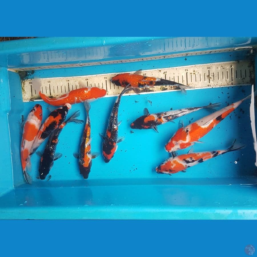 paket 10ekor 20-23cm