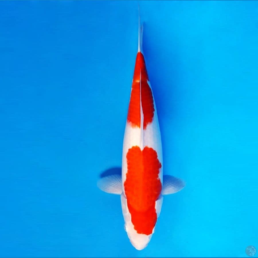 5.KOHAKU 36 CM/FML