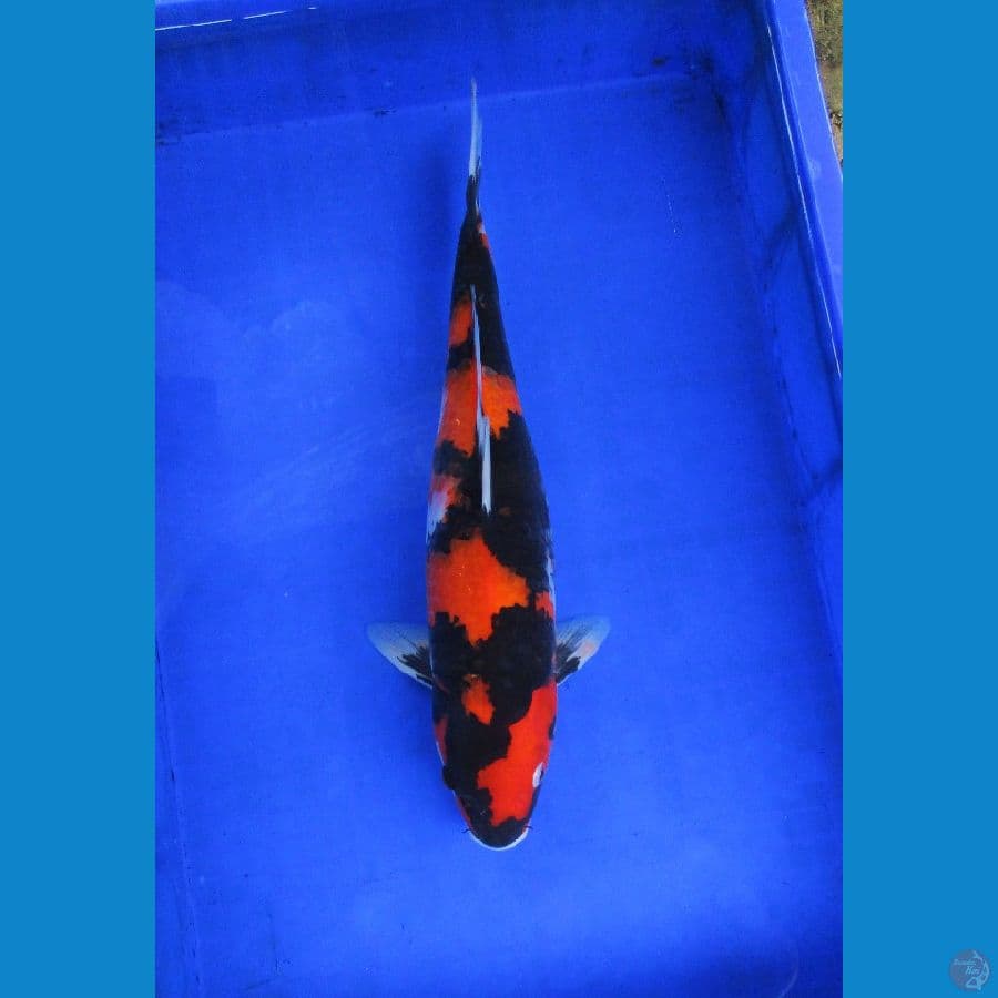 showa sansoku ±45bu