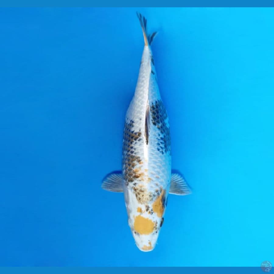 1.KIN SHOWA KUNU HAMIL 40 CM/FML