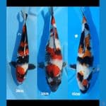 SHOWA ( 30 CM, 34 CM, 46 CM)