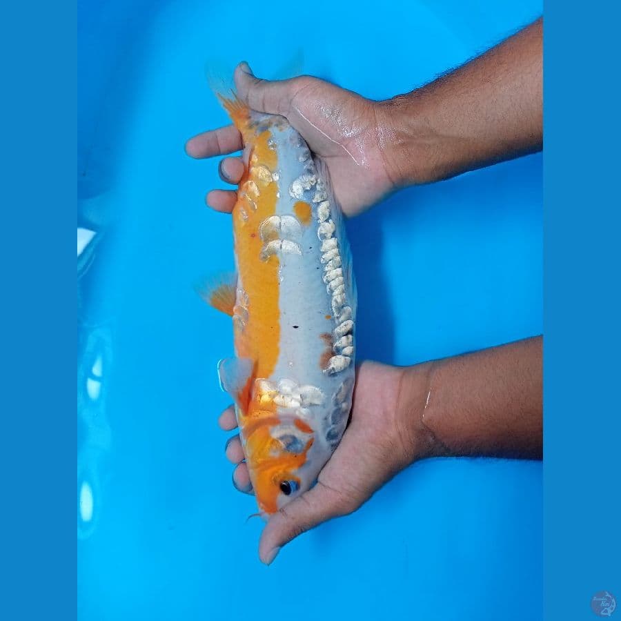 shusui 38 cm
