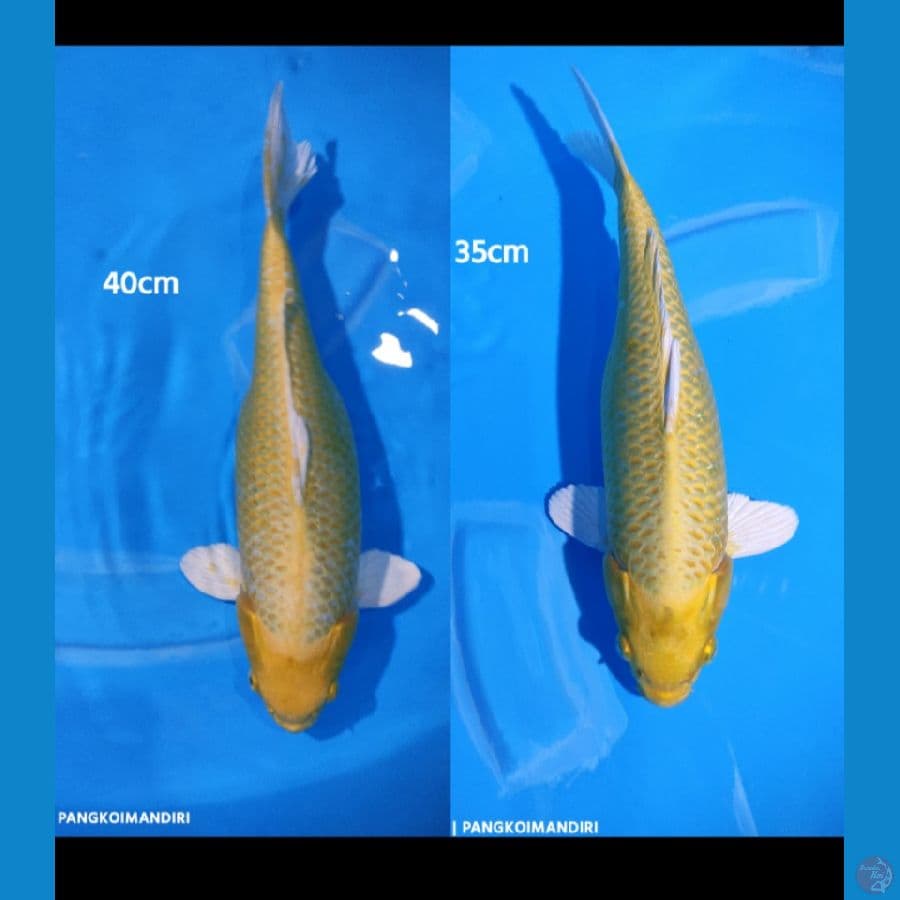 Yamabuki Ogon ( 40 CM &35 CM )