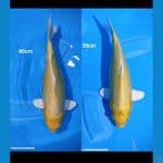Yamabuki Ogon ( 40 CM &35 CM )
