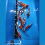 KOHAKU (19-30 CM) (10 ekor) 