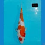 showa 30 cm