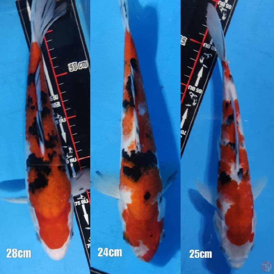 SANKE (28CM, 24 CM, 25 CM)