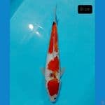 showa 31 cm