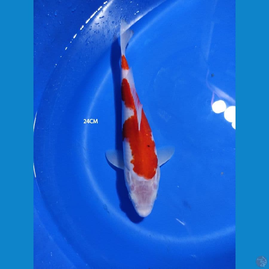 Kohaku 24CM
