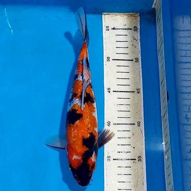 SHOWA GINDRIN 25 CM