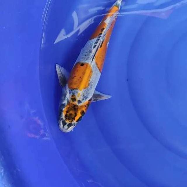 Kiko 35cm