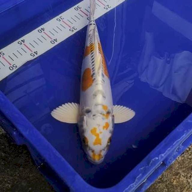 Kiko 36cm