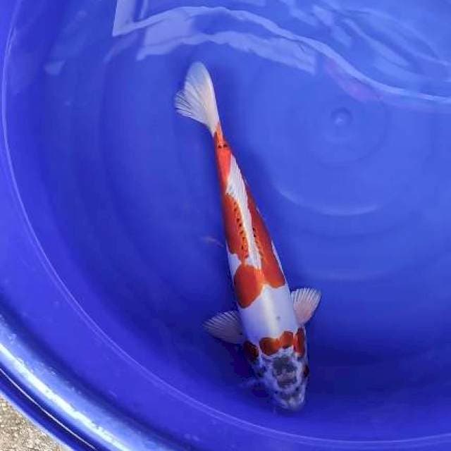 Kiko 36cm