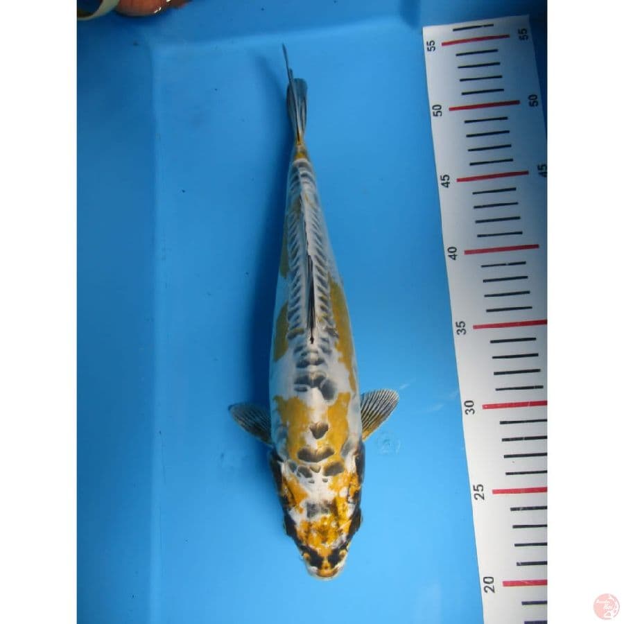 kin kikoryu 30cm