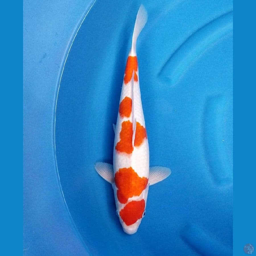 KOHAKU 40 MALE