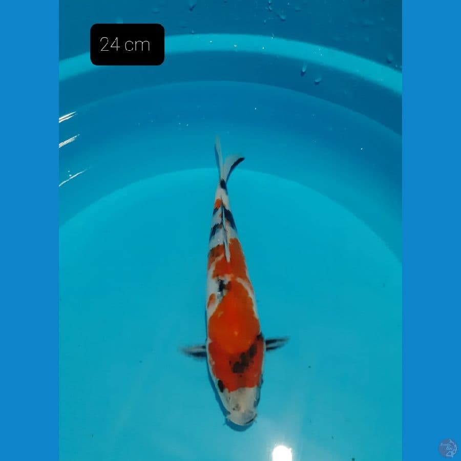 Showa 24 cm
